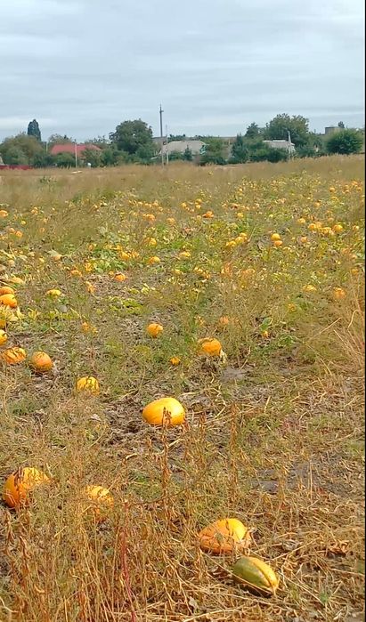 Насіння гарбуза Українська  Багатоплідна та кущовий Лель