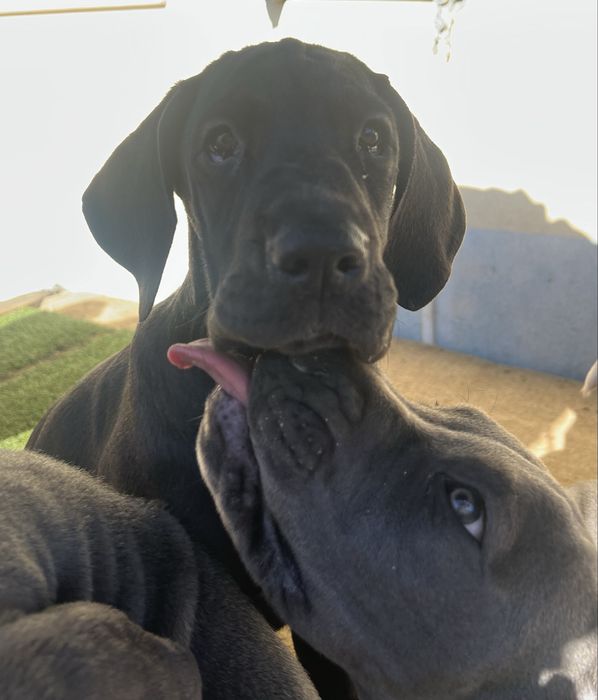 Dogue Alemao femêa preto Lop