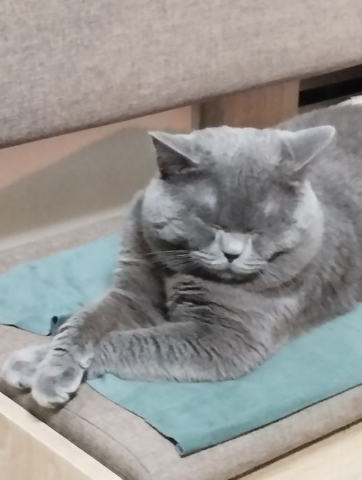 В'язка кіт британський короткошерстий прямовухий