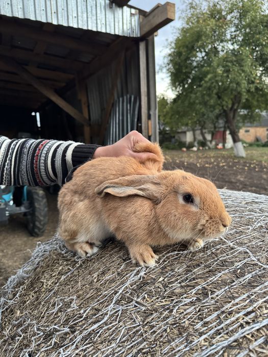 Продам кролів, різних порід