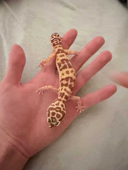 Gekon Lamparci Samiczka