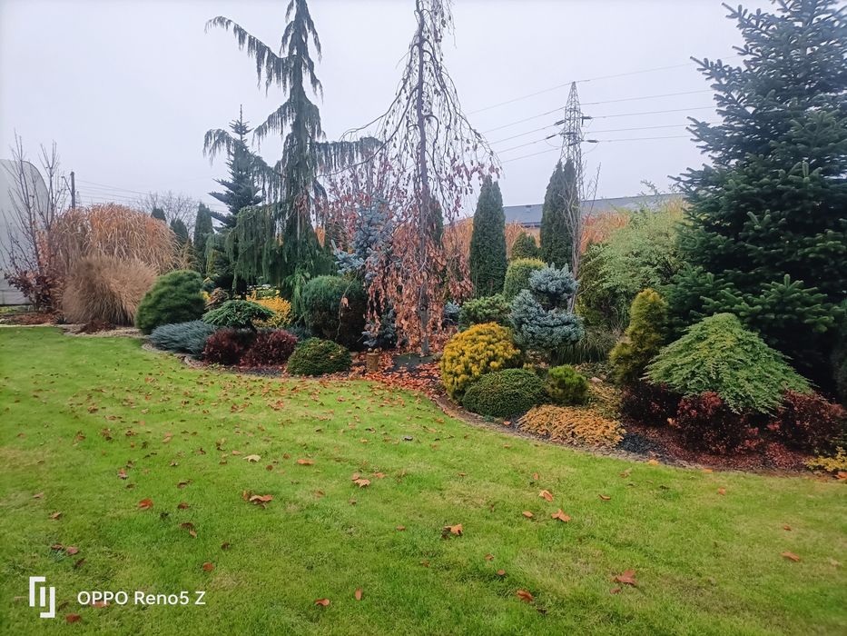 Zakładanie ogrodów .trawniki .nawadnianie.uslugi ogrodnicze