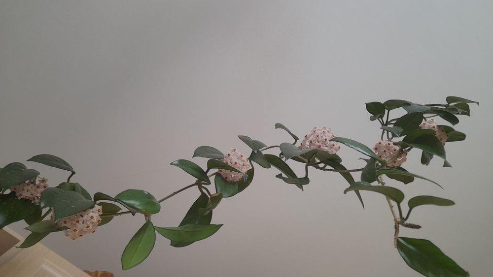 Хойя карноза  восковий плющ