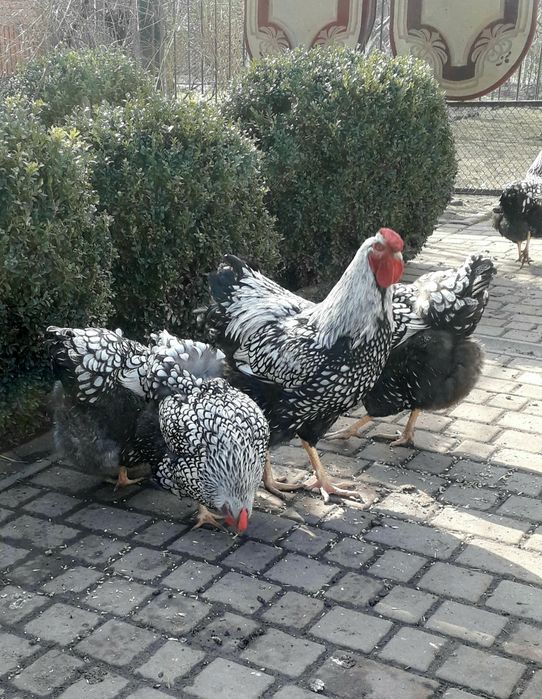 Продам яйця курей віандот