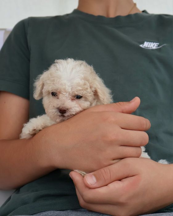 Caniche ou Poodle Toy