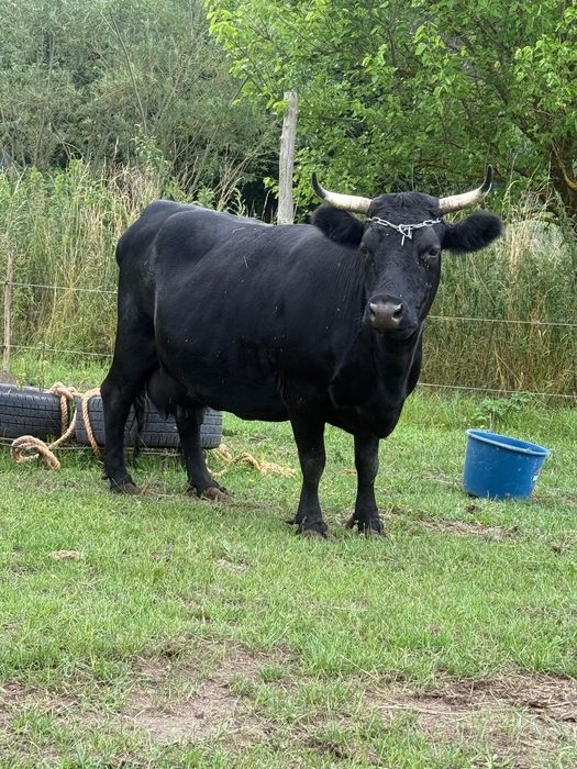 Krowa rasy Dexter