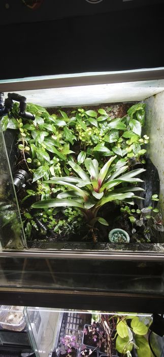 Terrário dividido