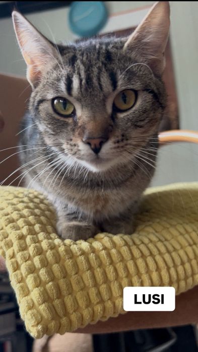 Urocza koteczka do adopcji