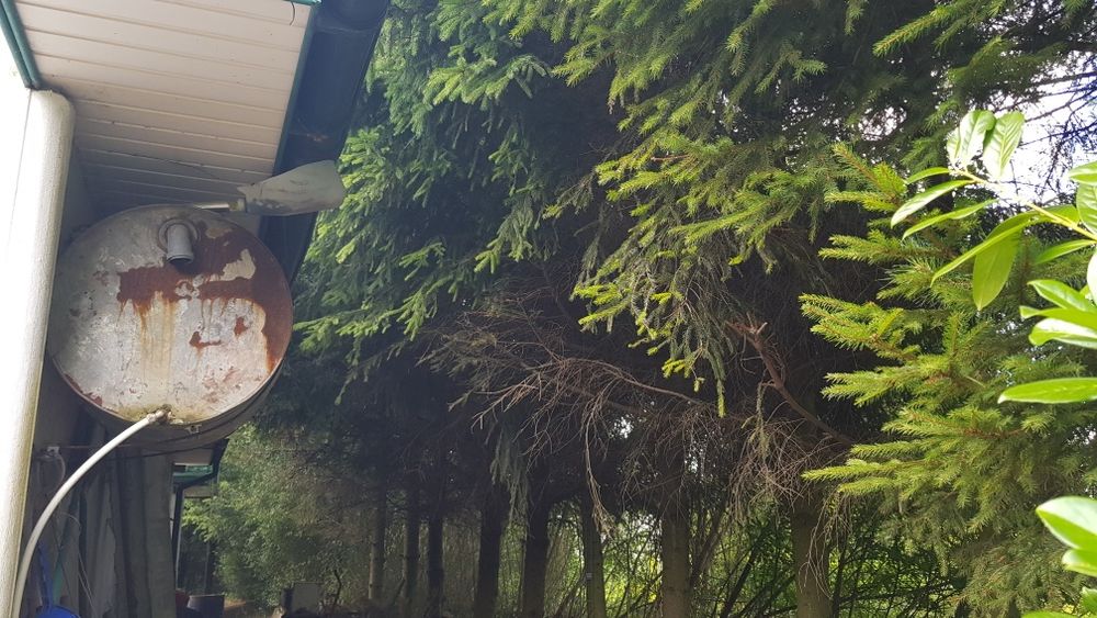 Oddam drzewo za wycinkę około 20szt