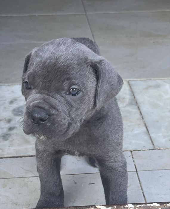 Cane Corso  – Forte, Lindo  Ideal para Família e Guarda