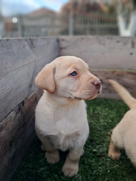 Labrador retriever