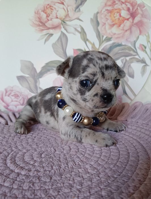 Chihuahua suczka merle