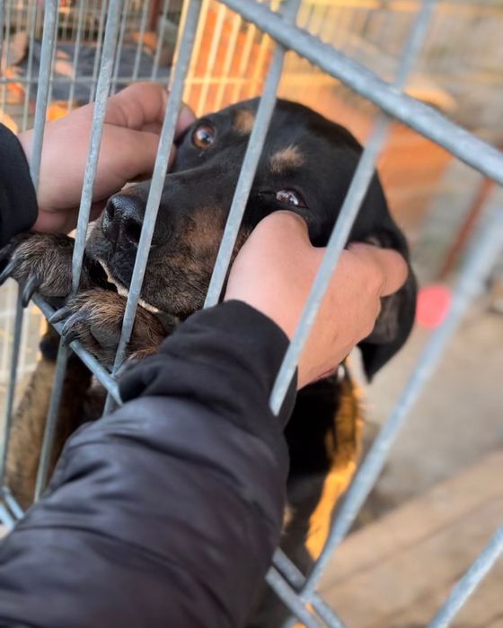 Młoda Mela szuka dobrego domku!