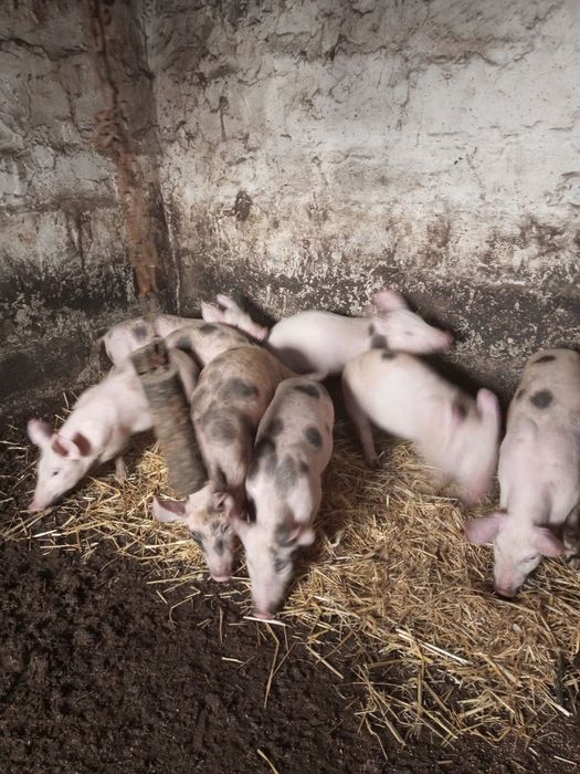 продам поросят .