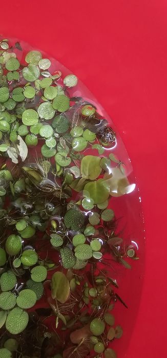 Pack de plantas aquario