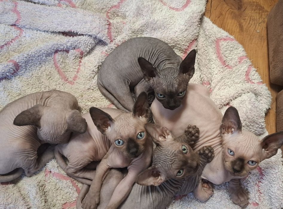 Котята Канадского сфинкса