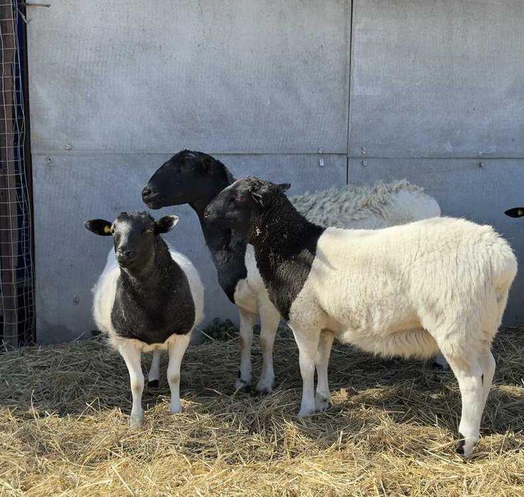 Чистокровні ягнята дорпер