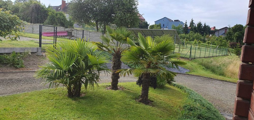 nasiona Trachycarpus Fortunei x Trachycarpus Wagnerianus Hybryda 100 sz