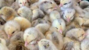 Курчата суточні в наявності