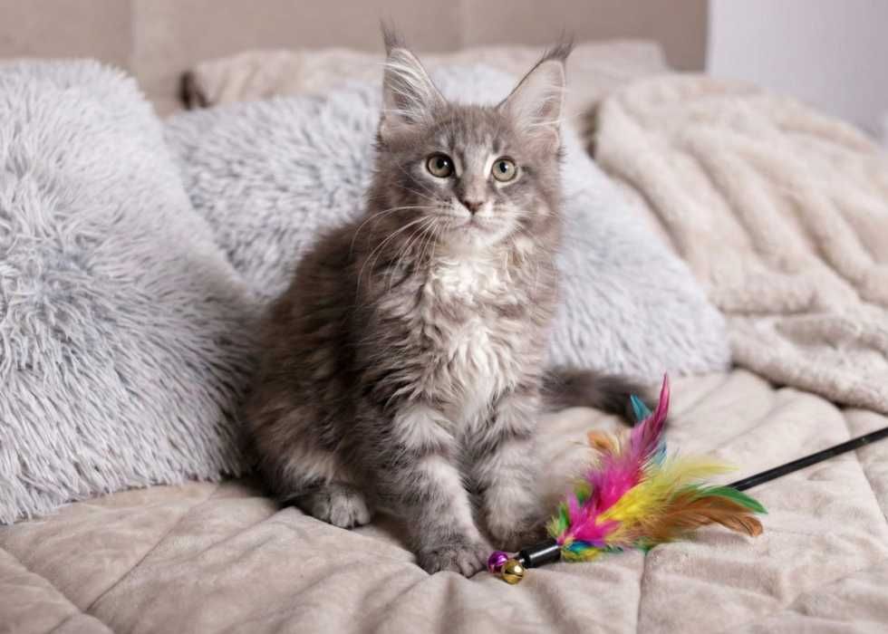 Продається ДІВЧИНКА породи Мейн-кун! З документами та вакцинами!