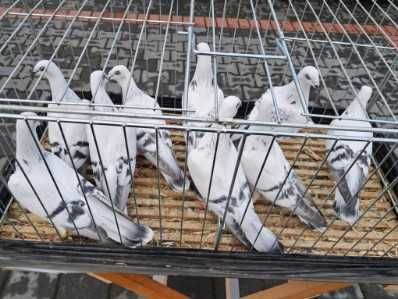 Gołębie jasne łomżyńskie