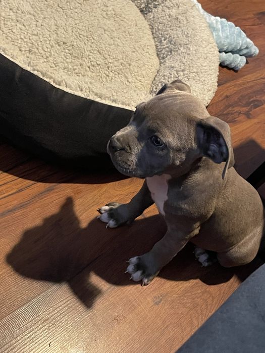 Szczeniak rasy American Staffordshire Terrier