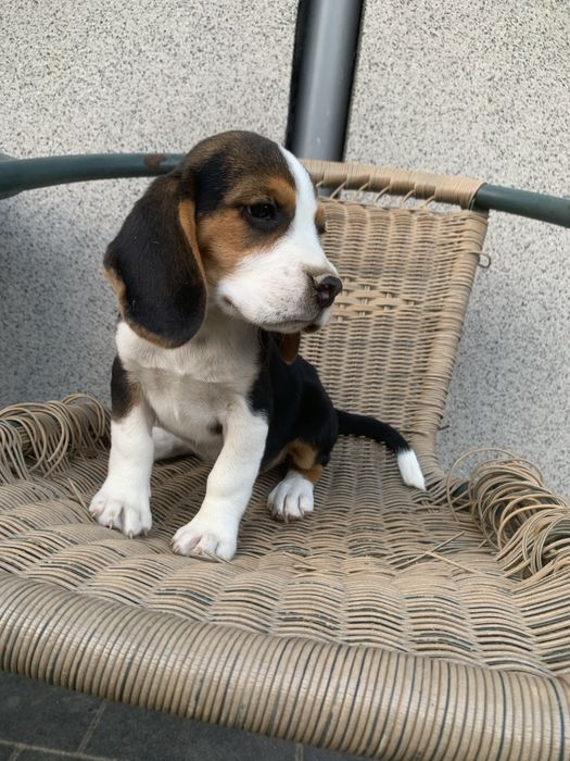 Szczeniak beagle piesek