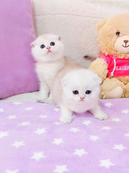 Біленькі сріблясті шиншили хлопчики