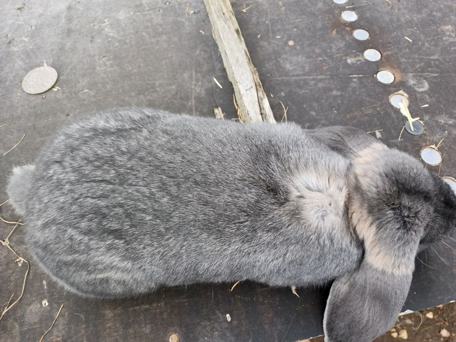 Króliki baran francuski  samiec