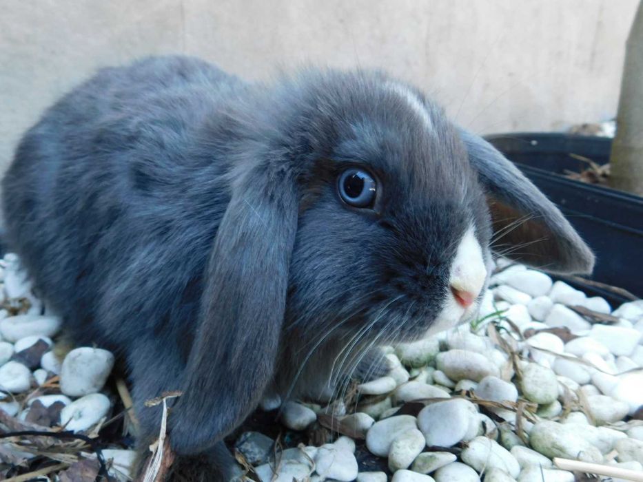 Baranki   niebieskie i niebiesko - biała mini lop samiczka