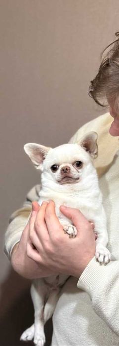 Мальчик  чихуахуа приглашает девушек.Имеет шикарное потомство!