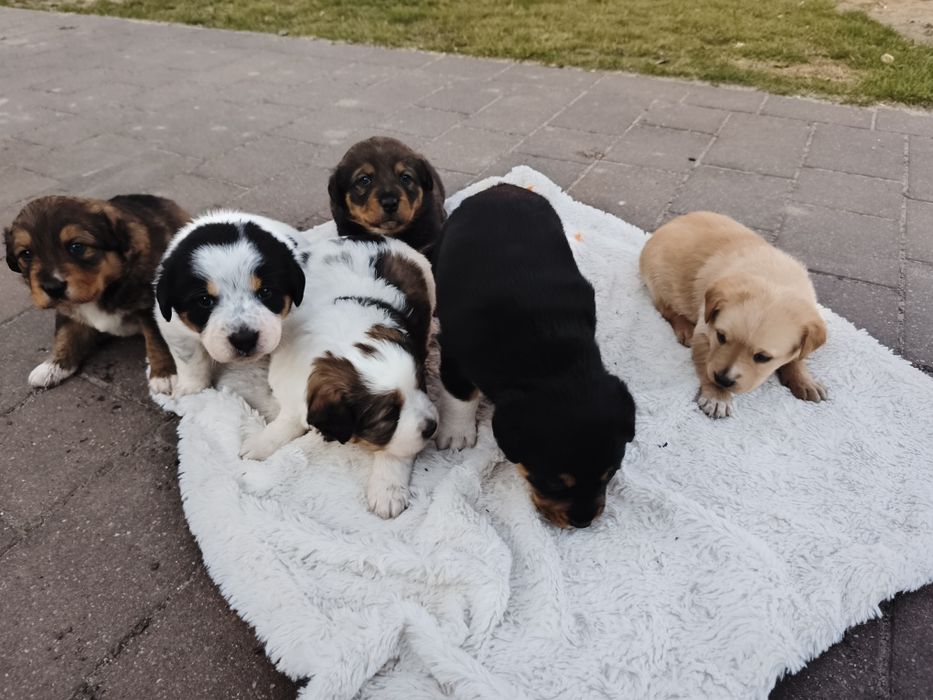 Oddam pieski w dobre ręce Rezerwacja