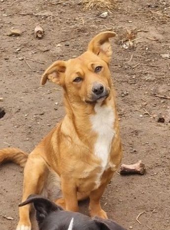 Zuzia mniejsza suczka do adopcji.