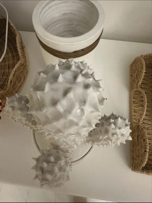 Kaktus riviera maison