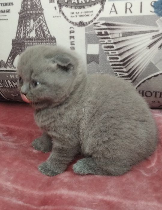 Ідеальна шотландська принцеса з ВАКЦИНАЦІЄЮ шукає люблячу сім'ю