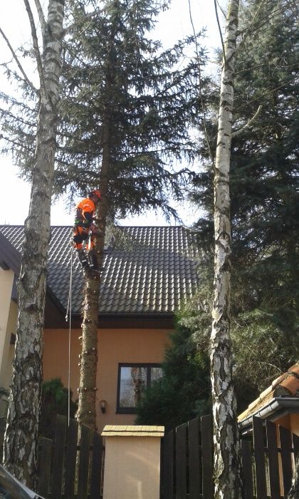 Cięcie przycinanie wycinka drzew Pabianice Ksawerów Konstantynów Łódź