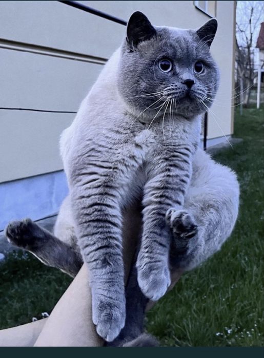 Кошенята британці