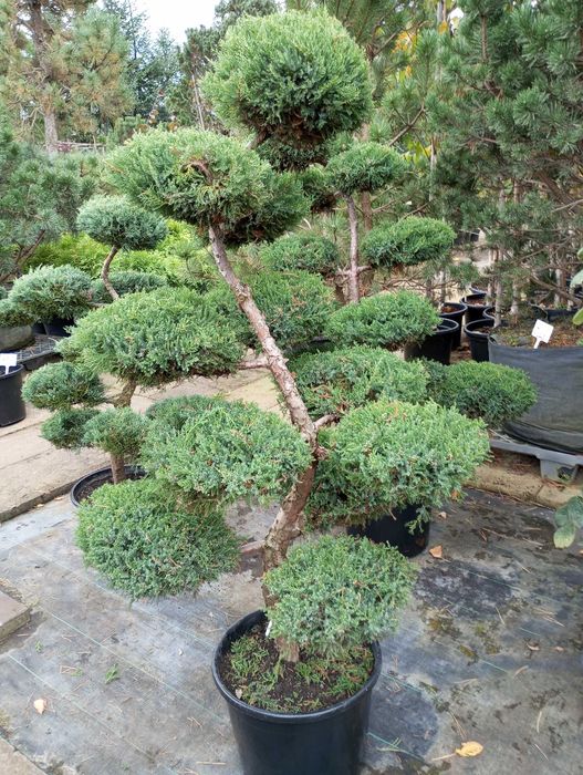 Bonsai z jałowca sprzedam