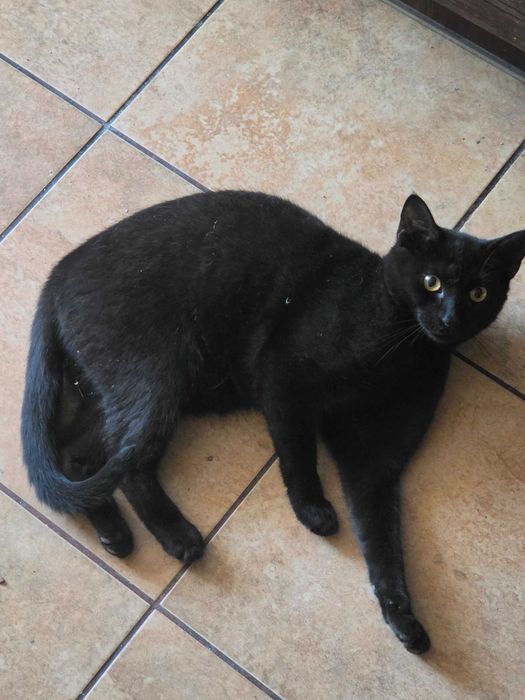 Kot do adopcji