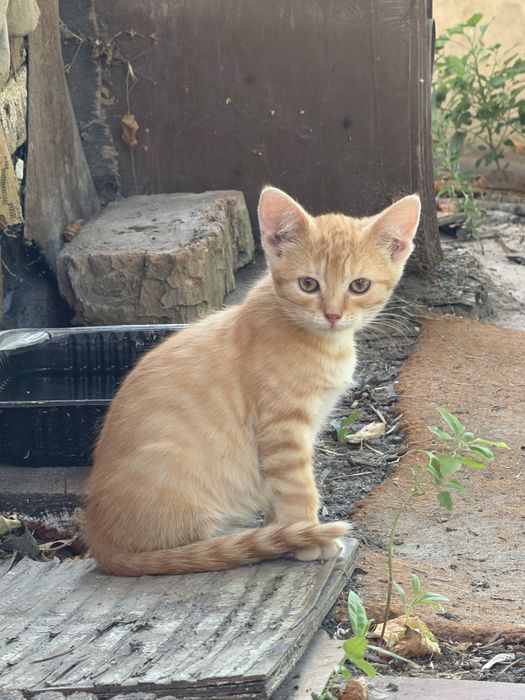 Рижі кошенята шукають родину