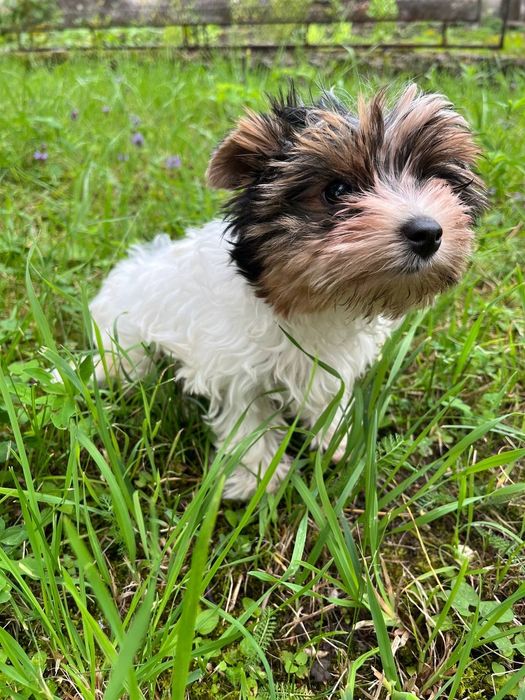 Продається дівчинка міні бівер йорк. Має всі  відповідні документи КСУ