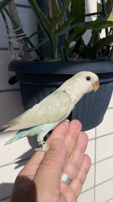 Agapornis domesticado