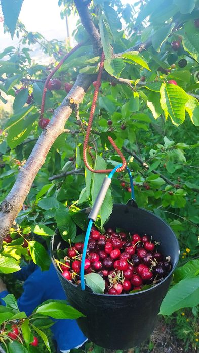 Vendo Pomar-terreno 5.000 m2