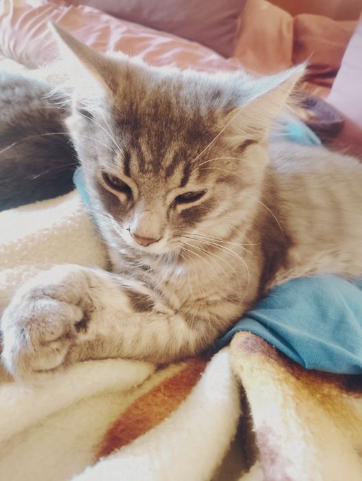 Загубився котик синій нашийник