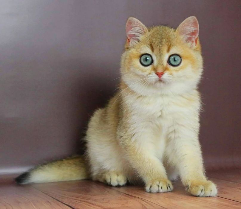 Абалденный малыш британчик