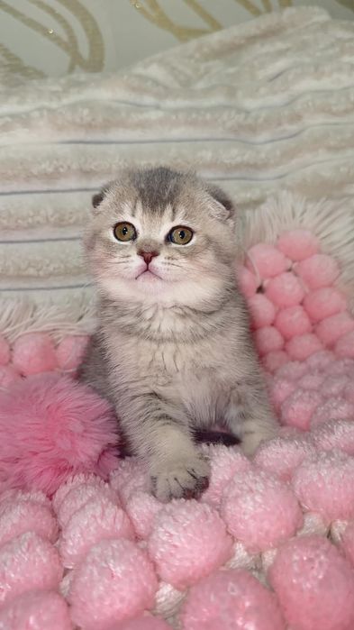 Scottish fold дівчинка