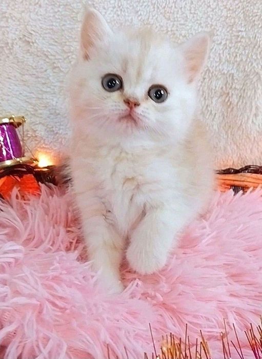 Золотые и серебристые шиншиллы Очаровательные малыши