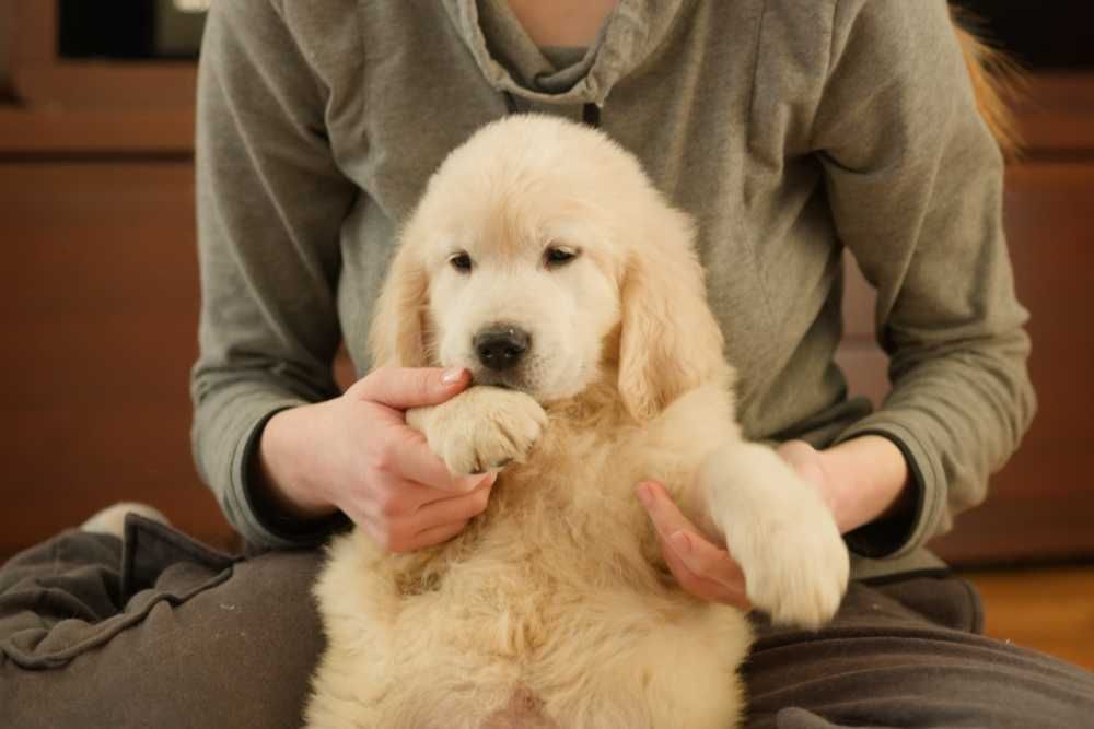 Golden Retriever kremowy piesek ZKwP FCI