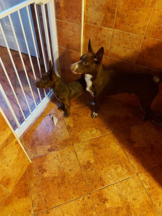 Uma família para o Eddie e para a Estrela