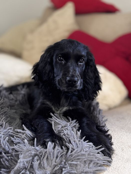 ROXY Cocker Spaniel Angielski - suczka